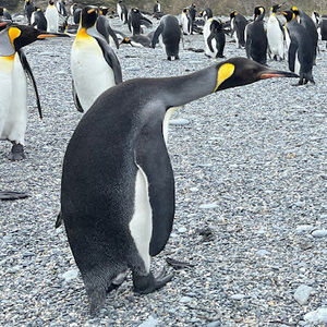 Meet your Posher, Emma